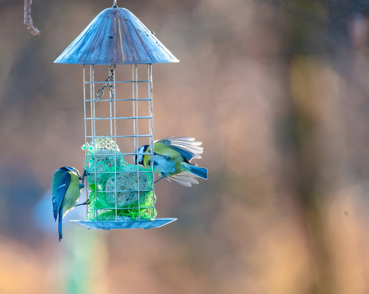 Essential Bird Supplies For Happy Feathered Friends
